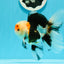 AAA Grade Tricolor Oranda Male 4.5-5 inches #0510OR_08