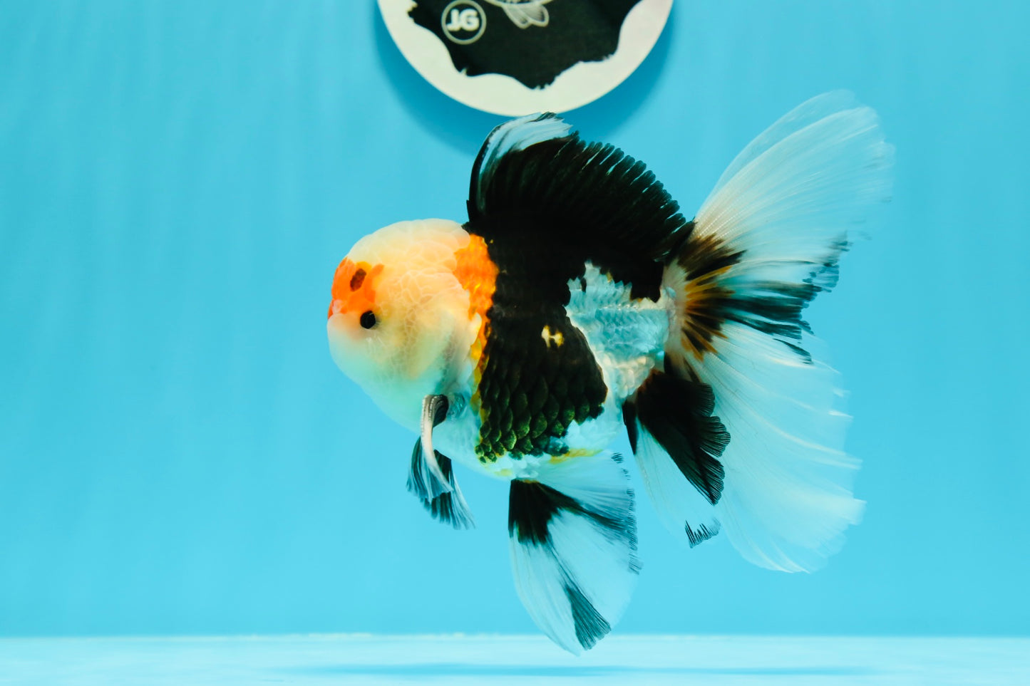 AAA Grade Tricolor Oranda Male 4.5-5 inches #0510OR_08