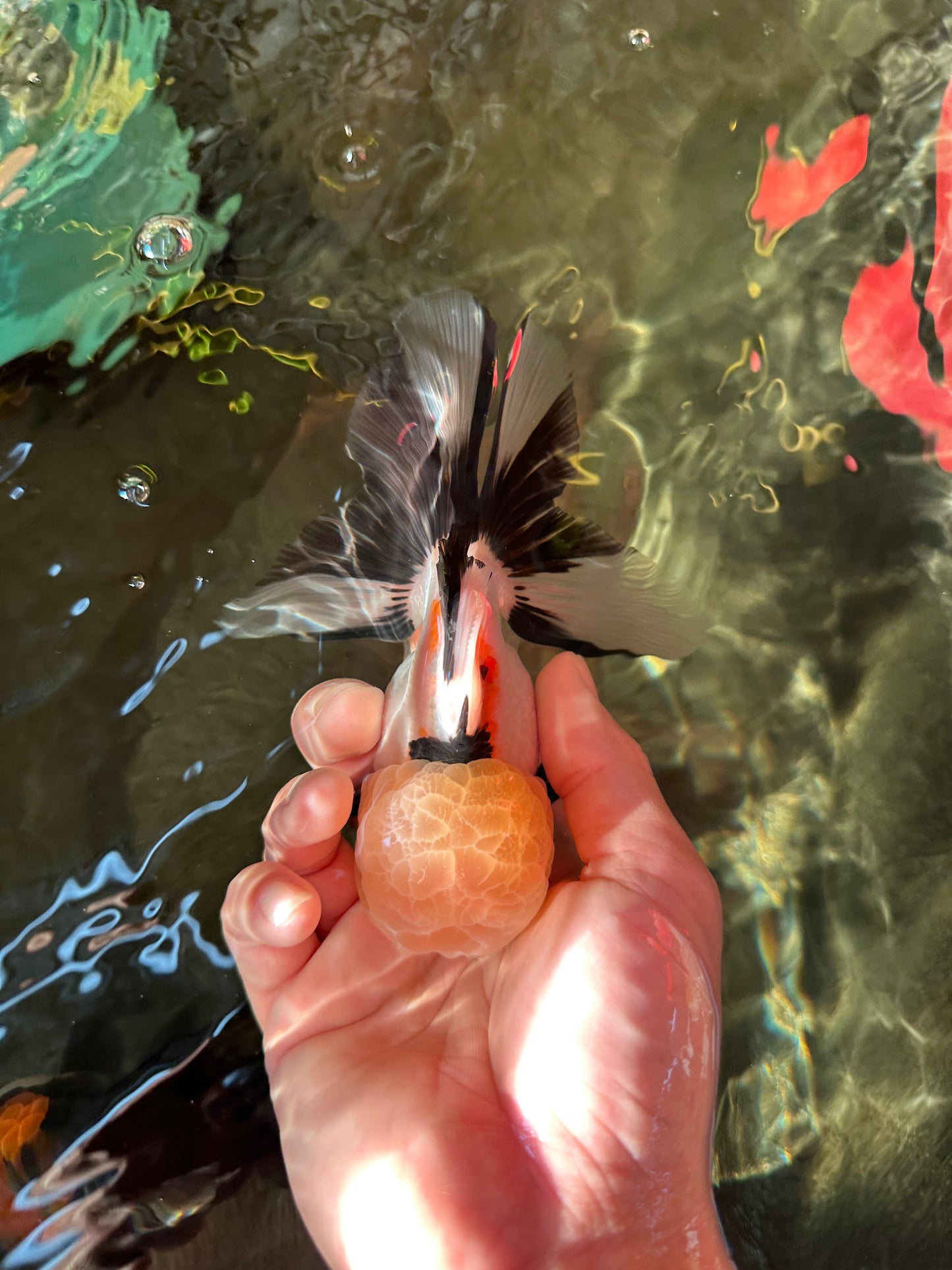 A Grade Gorgeous Lemonhead Oranda Male 5 inches #110824OR_17