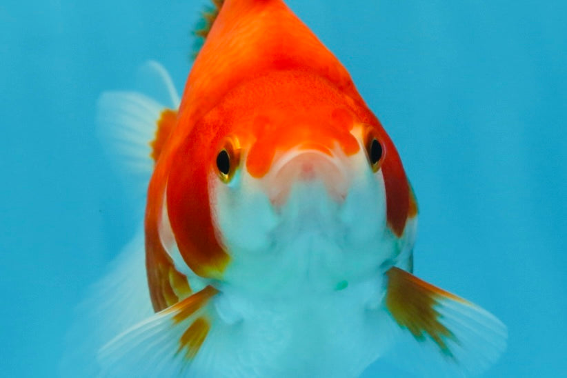 A Grade Red White Ryukin Female 5 inches #071125RK_20