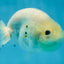 White Sakura Chinese Ranchu Female 4.5-5 inches #121225RC_04