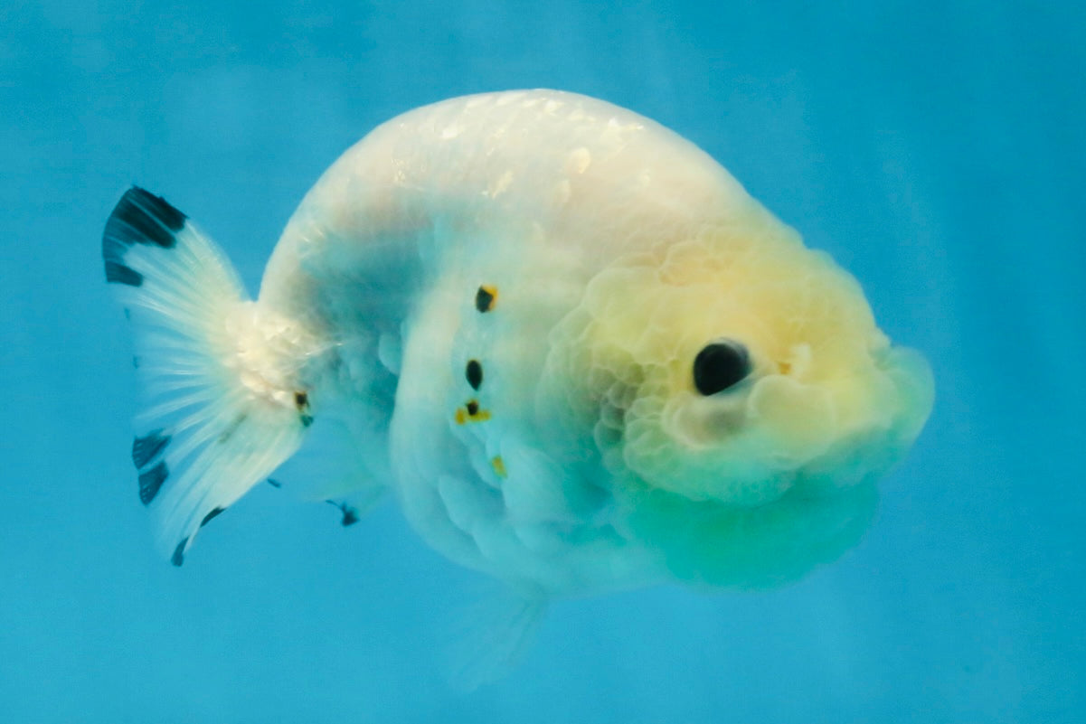 White Sakura Chinese Ranchu Female 4.5-5 inches #121225RC_04