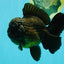JUMBO AAA Grade Godzilla Black Oranda Male 6-6.5 inches #050826OR_01