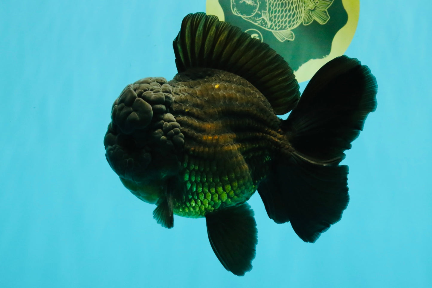JUMBO AAA Grade Godzilla Black Oranda Male 6-6.5 inches #050826OR_01