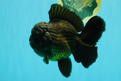 JUMBO AAA Grade Godzilla Black Oranda Male 6-6.5 inches #050826OR_01