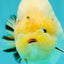 AAA Grade Diamond Scale White Sakura Ranchu Male 5.5-6 inches #100226RC_26