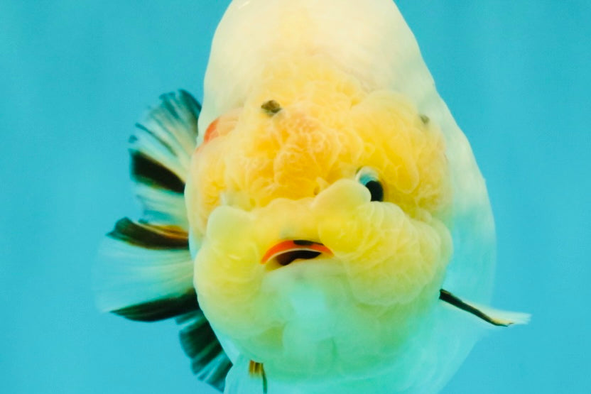 AAA Grade Diamond Scale White Sakura Ranchu Male 5.5-6 inches #100226RC_26