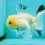 A Grade White Panda Oranda Male 4.5 inches #111524OR_25