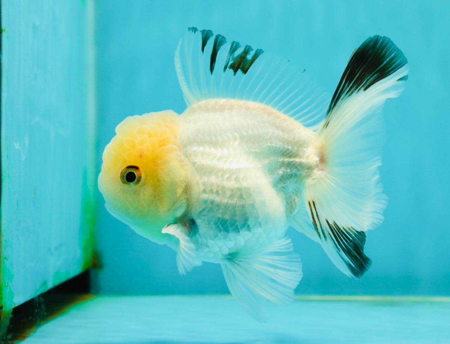 A Grade White Panda Oranda Male 4.5 inches #111524OR_25