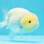 New ✨ White Sakura Lionchu Male 4-4.5 inches #0419LC_02