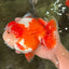BULLDOG AAA Grade Red White Yuanbao Male 6 inches #070326YB_02