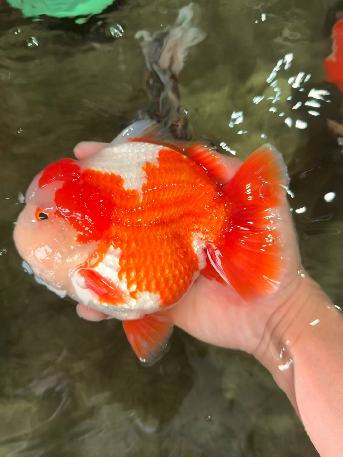 BULLDOG AAA Grade Red White Yuanbao Male 6 inches #070326YB_02