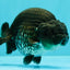 A Grade Black Ranchu Male 5-5.5 inches #071726RC_07