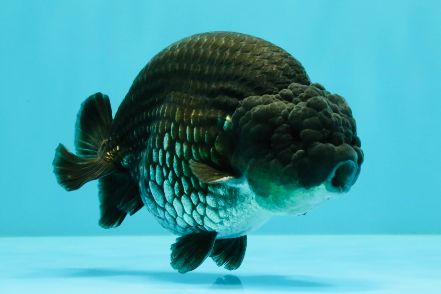 A Grade Black Ranchu Male 5-5.5 inches #071726RC_07