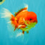 A Grade Red White Oranda Male 5.5 inches #080726OR_08