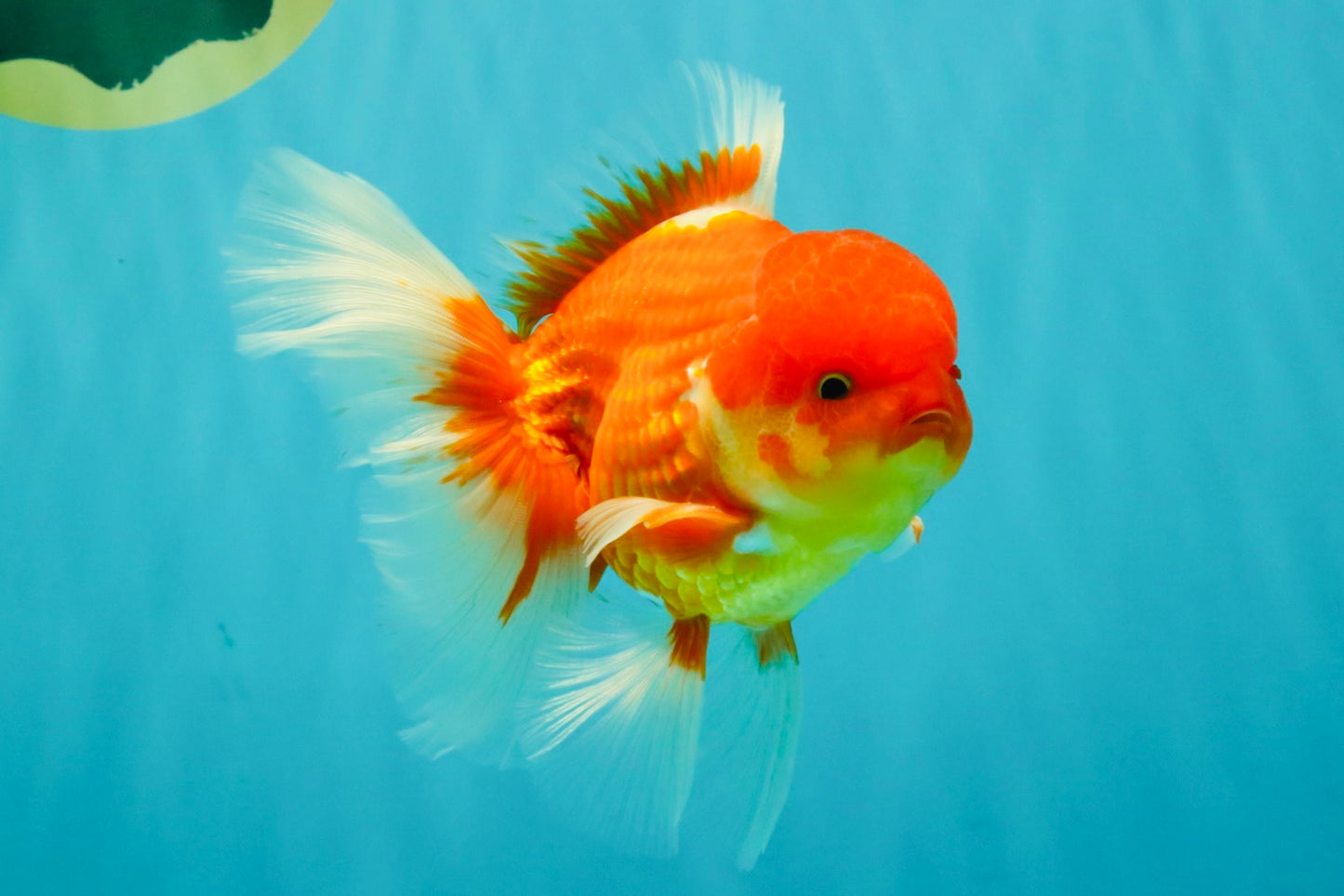 A Grade Red White Oranda Male 5.5 inches #080726OR_08