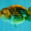 Apache Chinese Ranchu Female 5-5.5 inches #050826RC_11