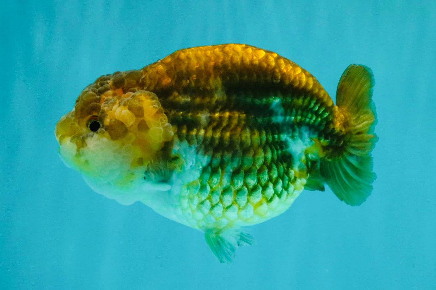 Apache Chinese Ranchu Female 5-5.5 inches #050826RC_11