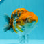 AAA Grade High Back Calico Tiger Ranchu 4.5-5 inches #0517RC_14