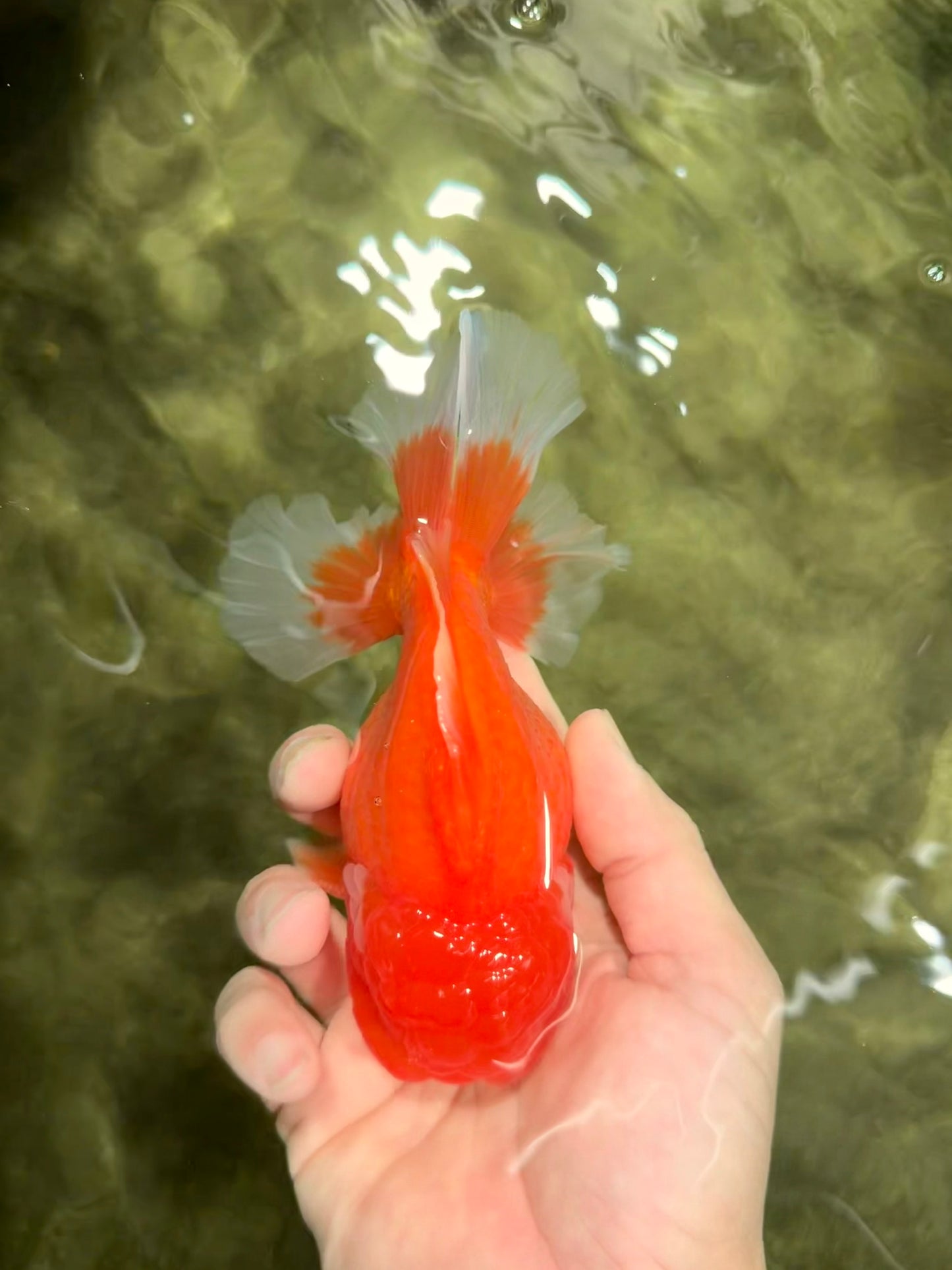 CHUBBY A Grade Red White Oranda Male 5-5.5 inches #040326OR_19