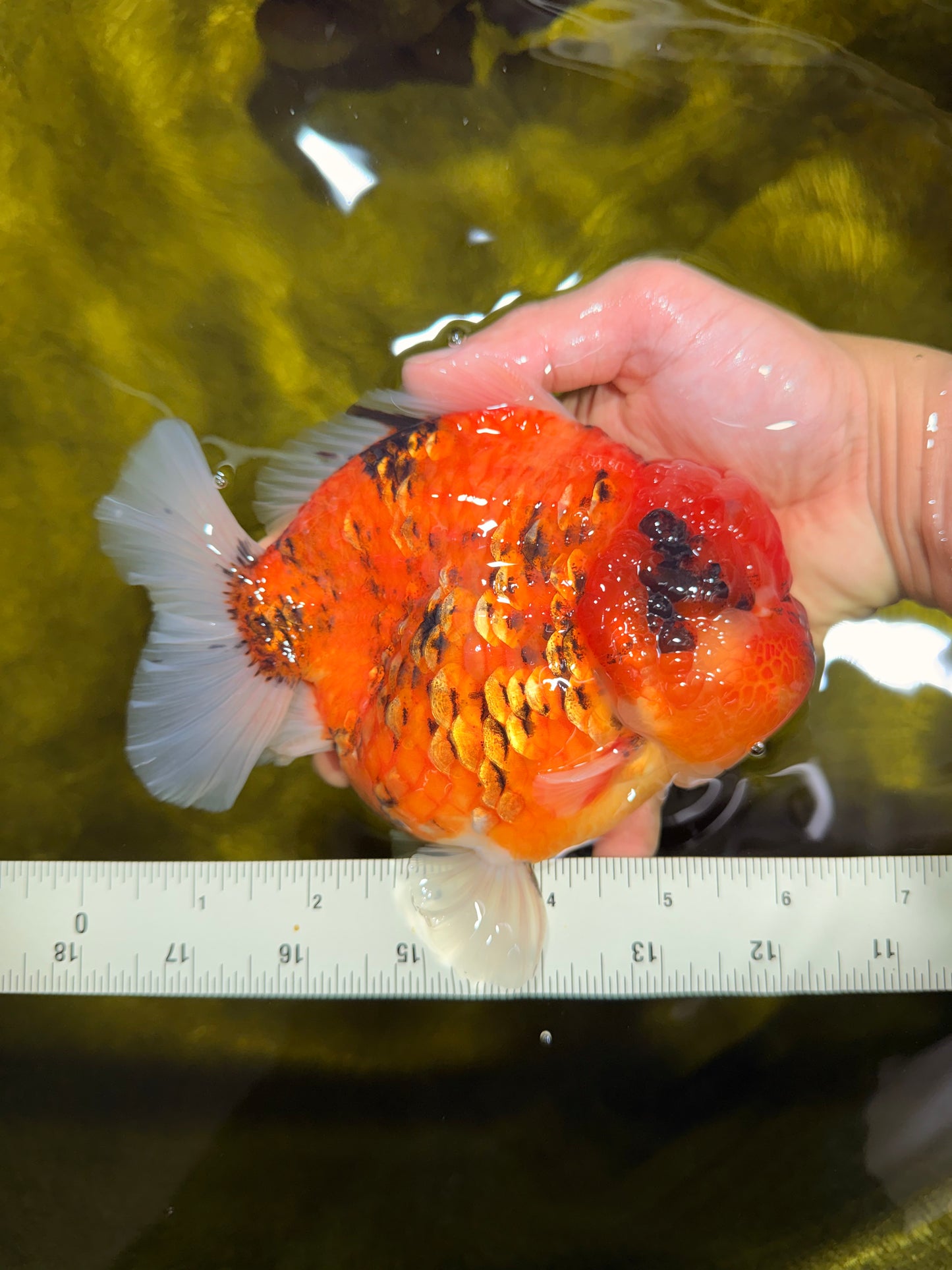 SUPER AAA Grade Godzilla Tiger Yuanbao Male 6.5 inches #022026YB_01