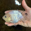 White Sakura Chinese Ranchu Female 4.5-5 inches #121225RC_04