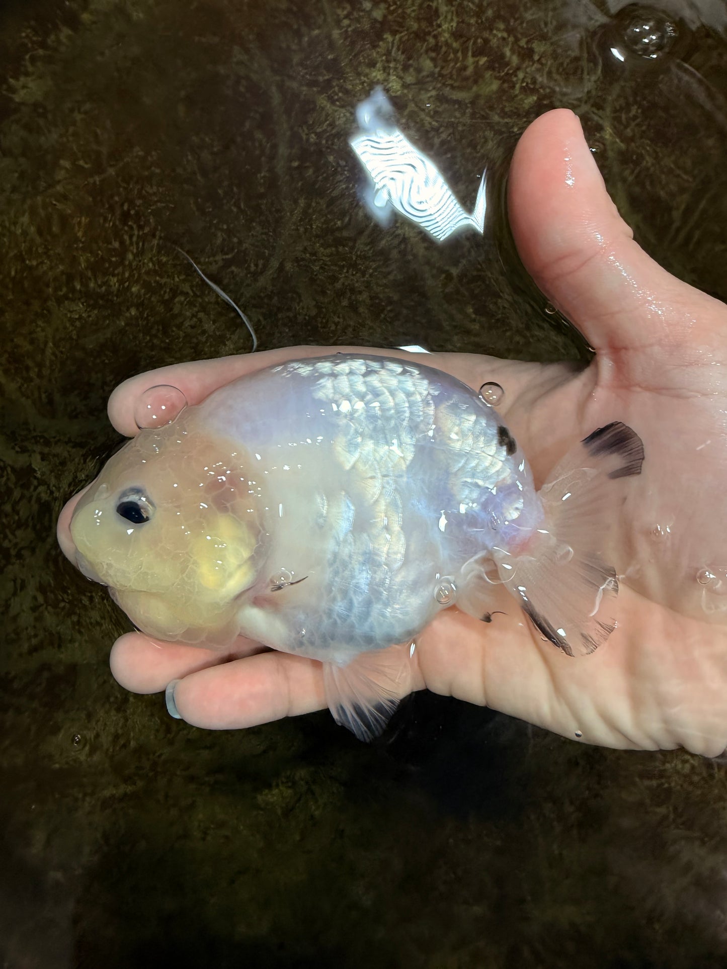 White Sakura Chinese Ranchu Female 4.5-5 inches #121225RC_04