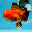 AAA Grade CHUBBY CHEEK Apache Oranda Male 5.5-6 inches #080825OR_19