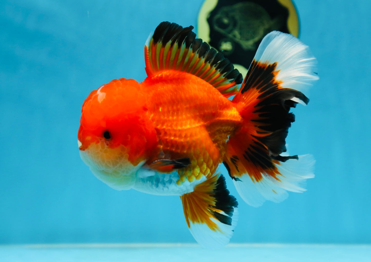 AAA Grade CHUBBY CHEEK Apache Oranda Male 5.5-6 inches #080825OR_19