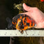 SPECIAL A Grade Chinese Tiger Ranchu Male 5 inches #102425RC_01
