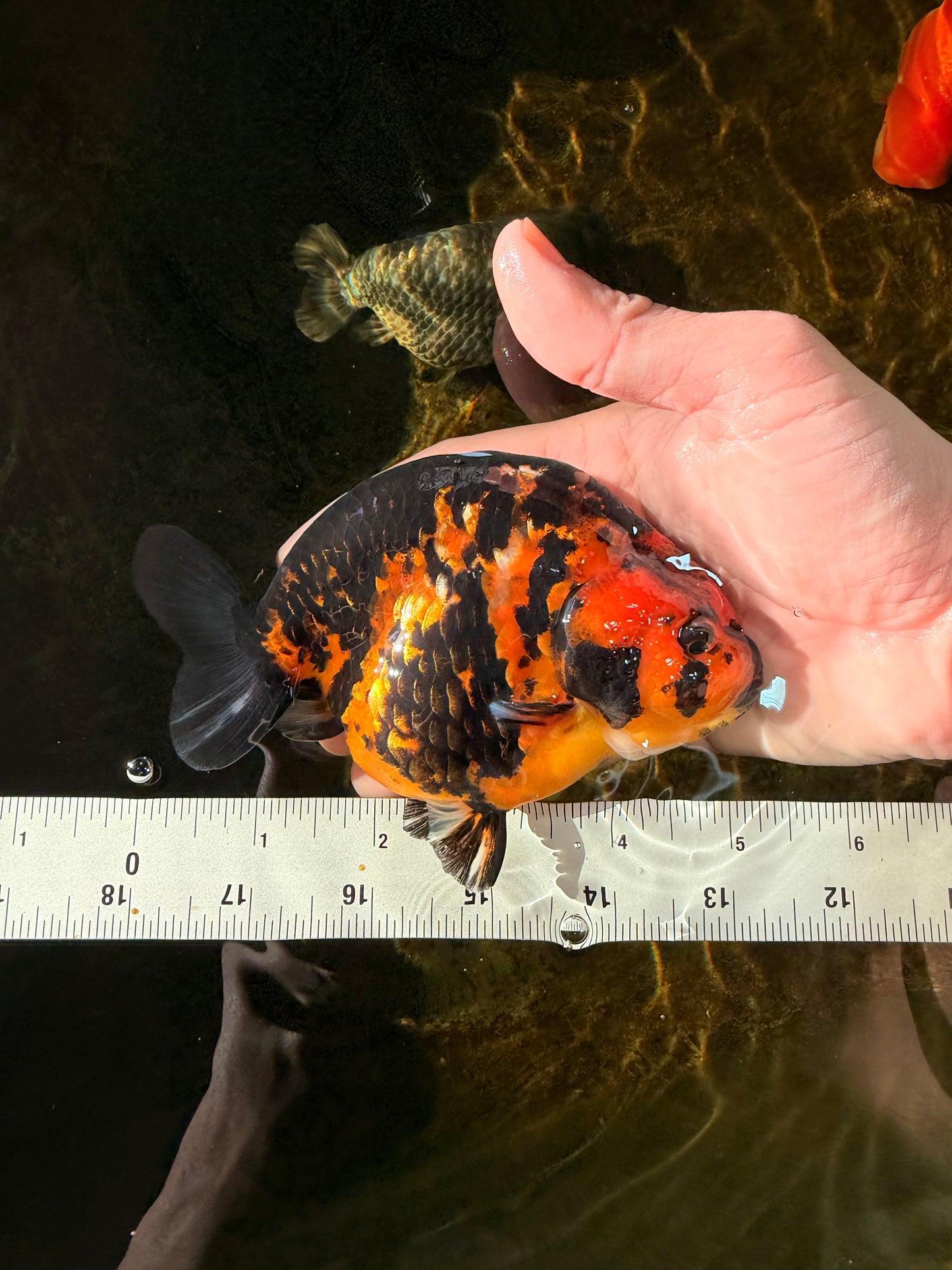 SPECIAL A Grade Chinese Tiger Ranchu Male 5 inches #102425RC_01