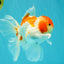 A Grade Kohaku Red White Oranda Male 5.5-6 inches #082126OR_02