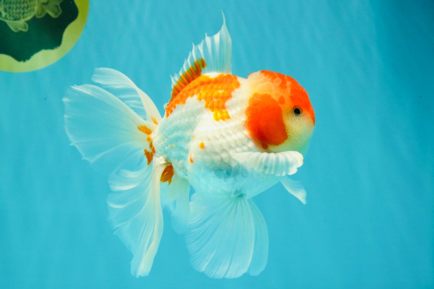 A Grade Kohaku Red White Oranda Male 5.5-6 inches #082126OR_02