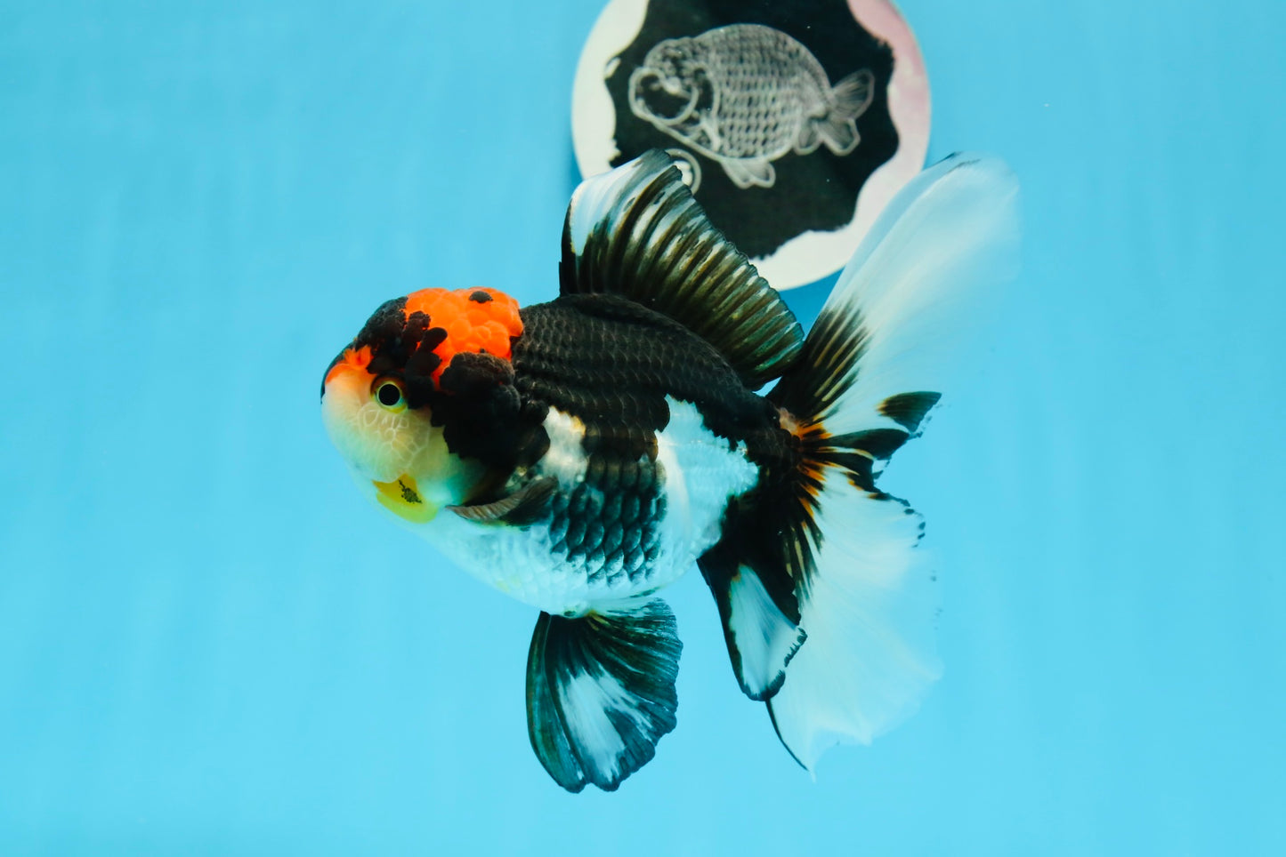 A Grade Tricolor Lava Head Oranda Female 5.5 inches #0927OR_30