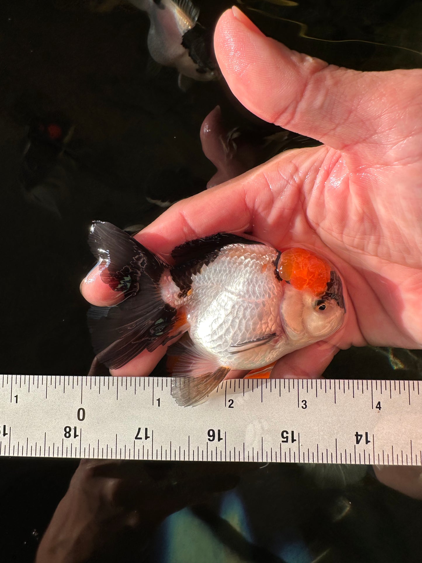 Tricolor Oranda Male 3.5 inches #102524OR_23