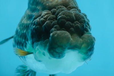 A Grade RARE Blue LionQueen 4.5 inches #062025LC_12