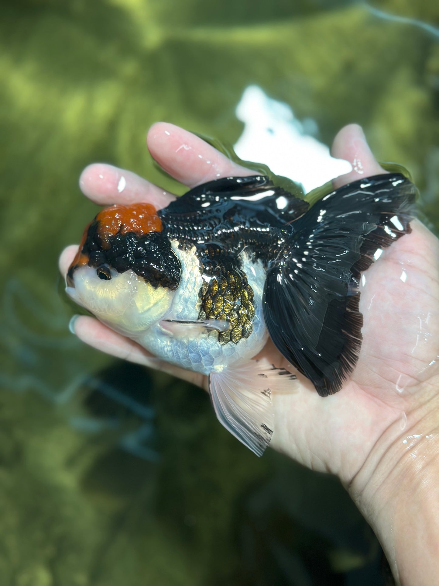 Tricolor Oranda Female 5 inches #120624OR_11