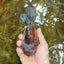 CHONKY A Grade Kirin Oranda Male 5.5 inches #121925OR_13