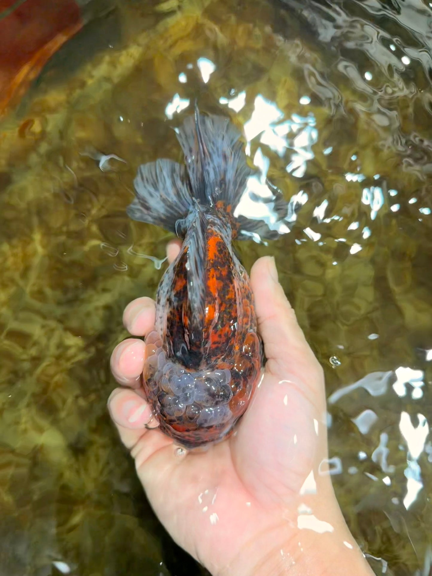 CHONKY A Grade Kirin Oranda Male 5.5 inches #121925OR_13