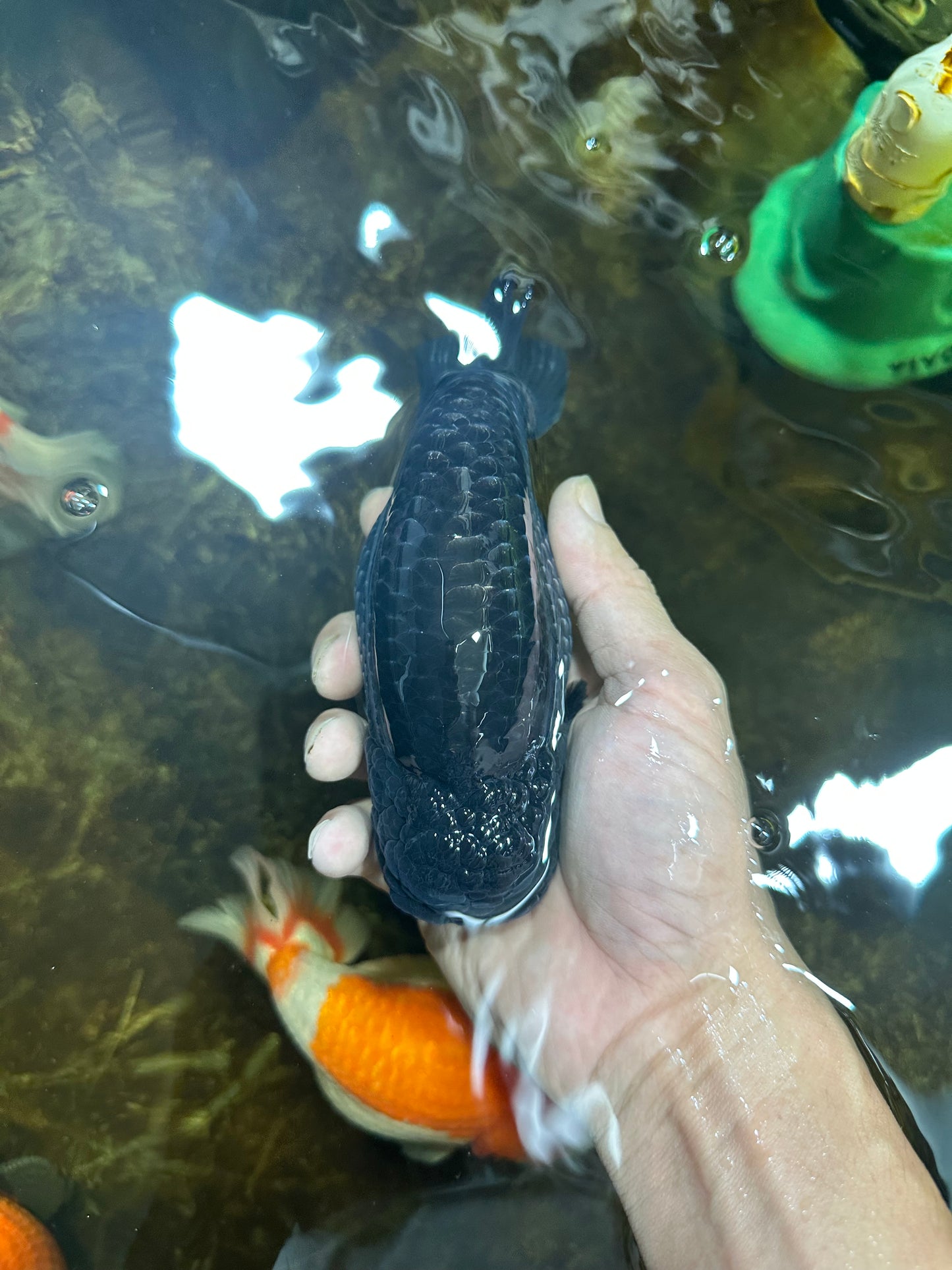 AAA Grade CHONKY Black Blue LionKing 5.5 inches #090525LC_05