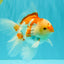A Grade Red White Oranda Male 6 inches #061926OR_18