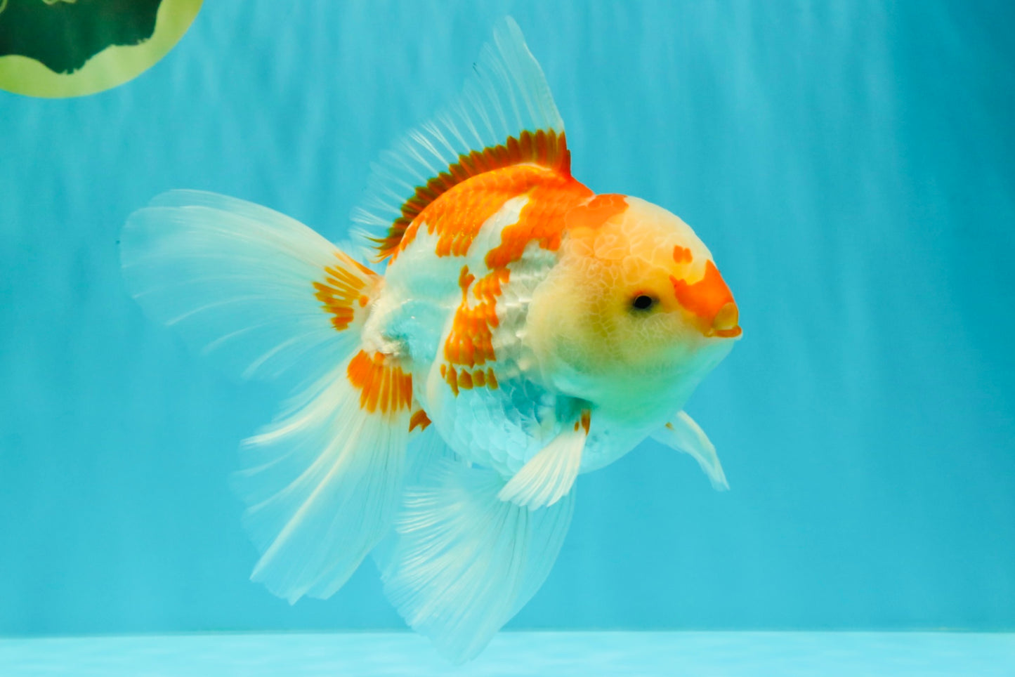 A Grade Red White Oranda Male 6 inches #061926OR_18