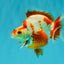 AAA Grade Red White Ryukin Male 4 inches #041726RK_05
