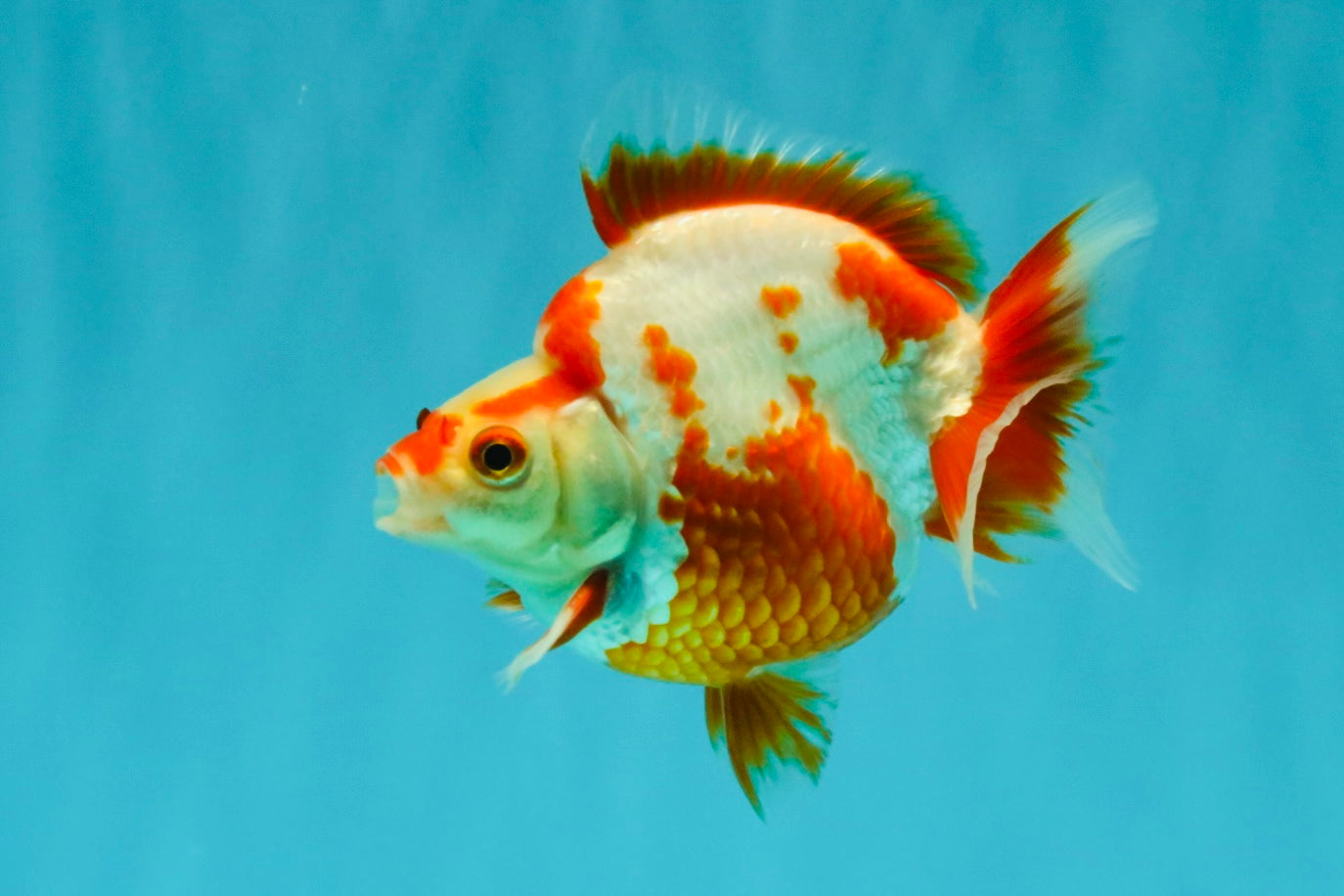 AAA Grade Red White Ryukin Male 4 inches #041726RK_05