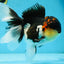 AAA Grade TOP Tricolor Oranda Female 6 inches #051625OR_31
