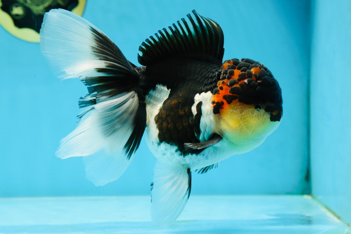 AAA Grade TOP Tricolor Oranda Female 6 inches #051625OR_31
