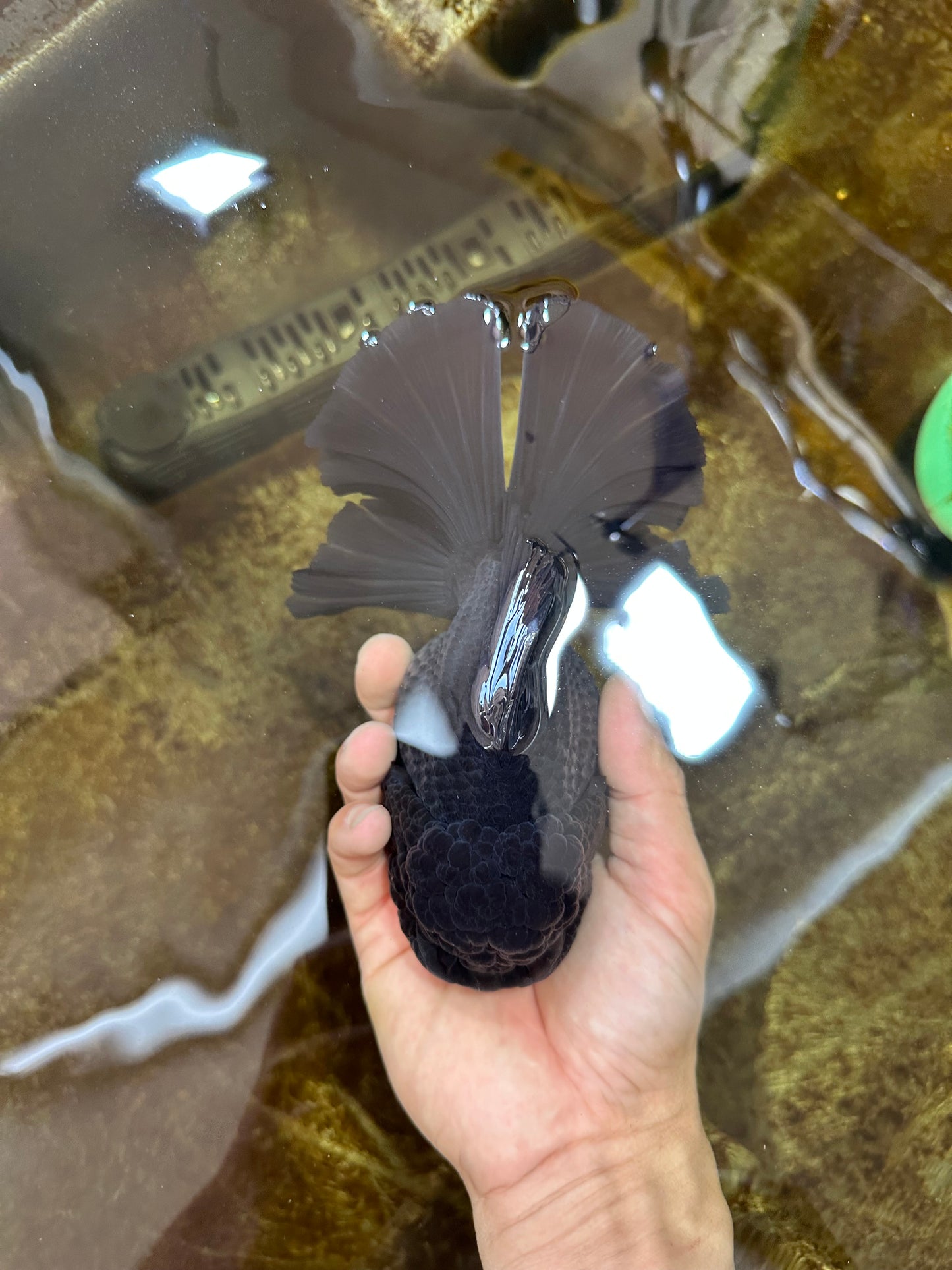 AAA Grade Godzilla Black Oranda Female 6.5 inches #081525OR_31