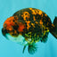 CHUBBY AAA Grade Tiger Ranchu Male 5.5-6 inches #101626RC_27