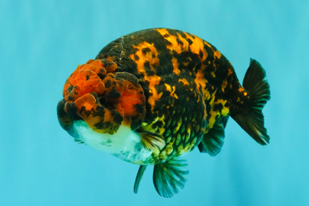 CHUBBY AAA Grade Tiger Ranchu Male 5.5-6 inches #101626RC_27