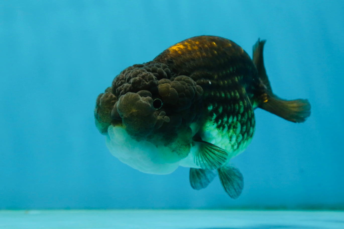 A Grade Dragon Scale Black Copper LionQueen 4-4.5 inches #062725LC_07